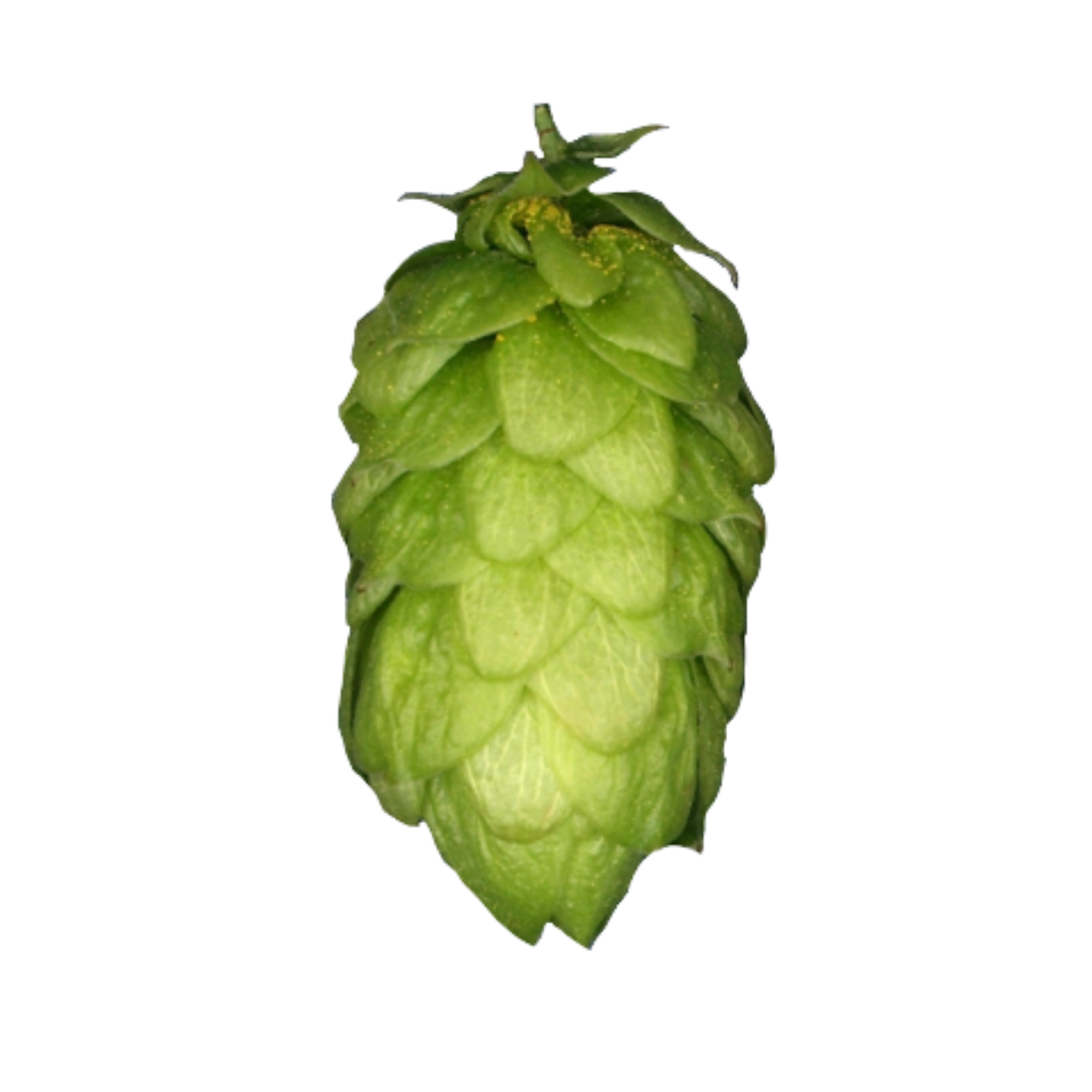 Northern Brewer