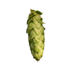 Olicana hops