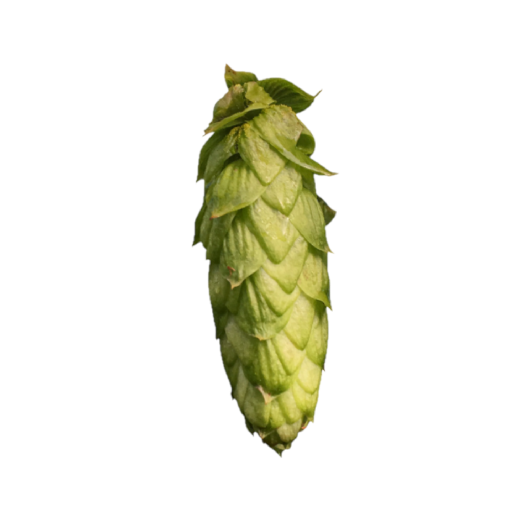Olicana hops