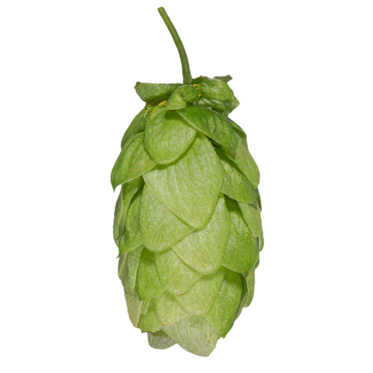 Pacifica hops