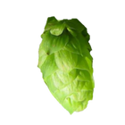 Pilgrim hops