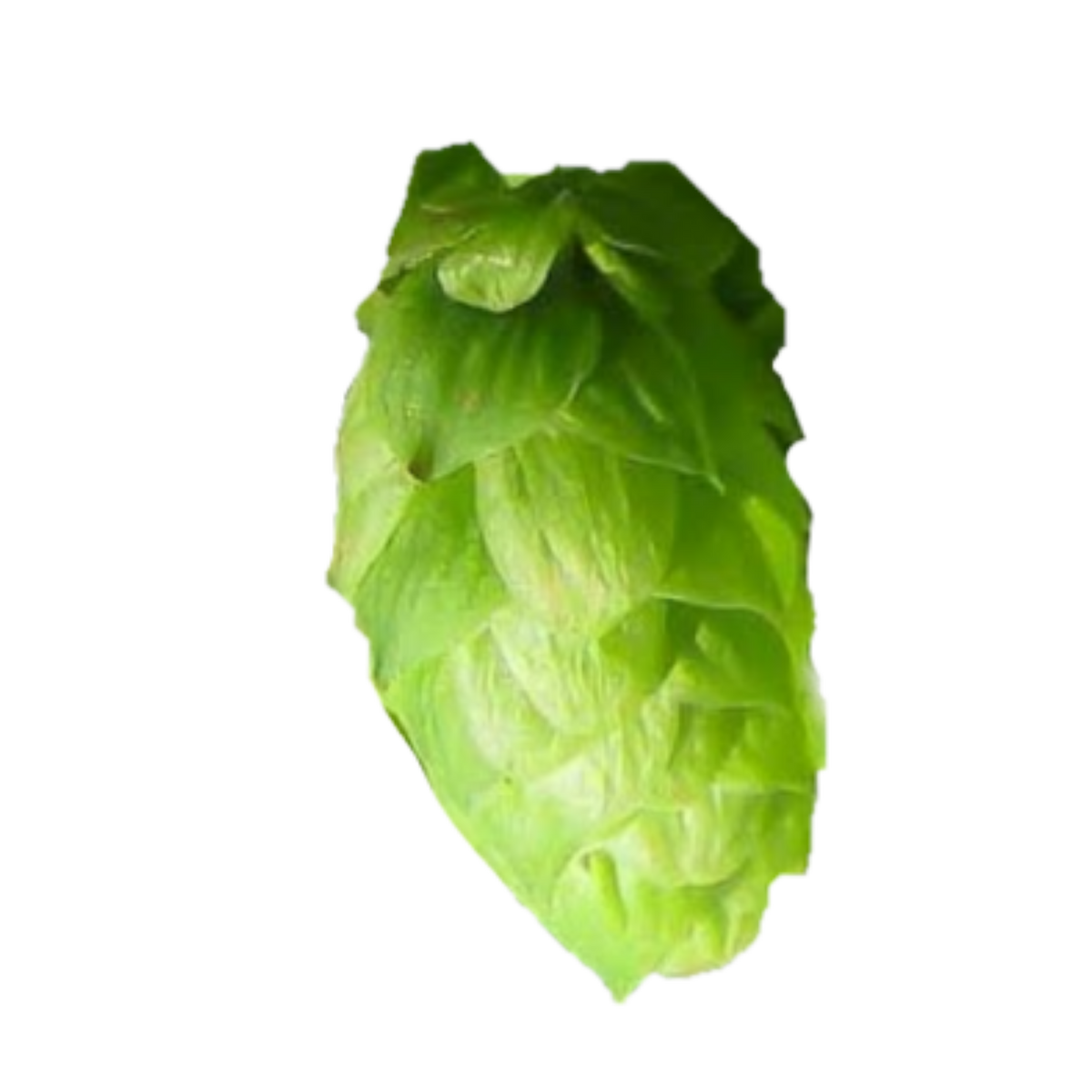 Pilgrim hops