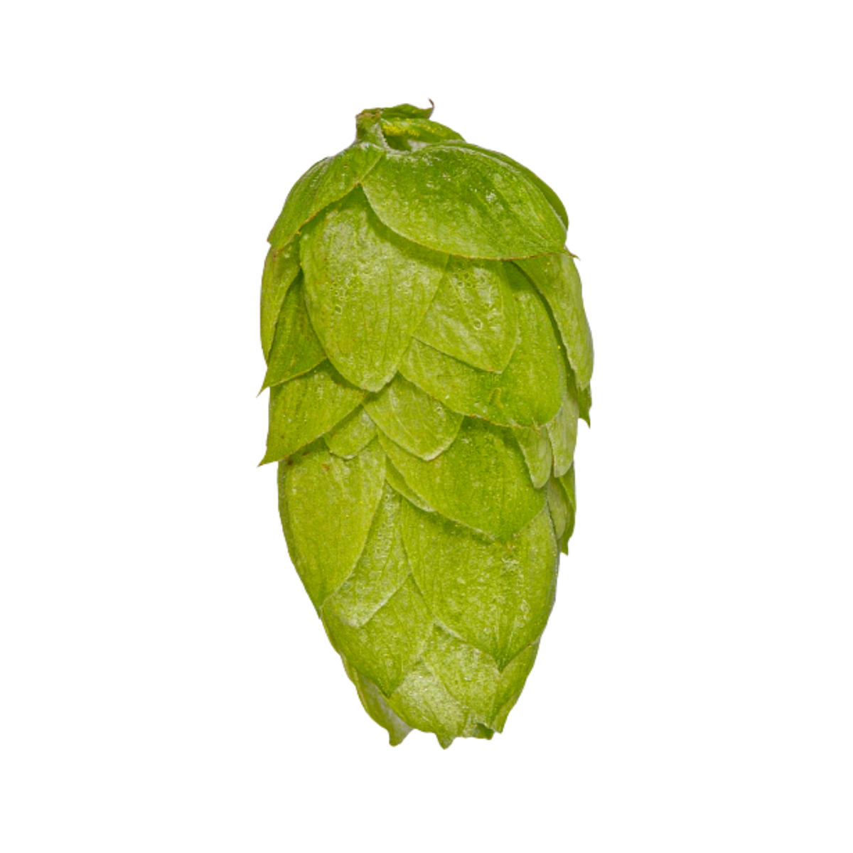 Rakau hops