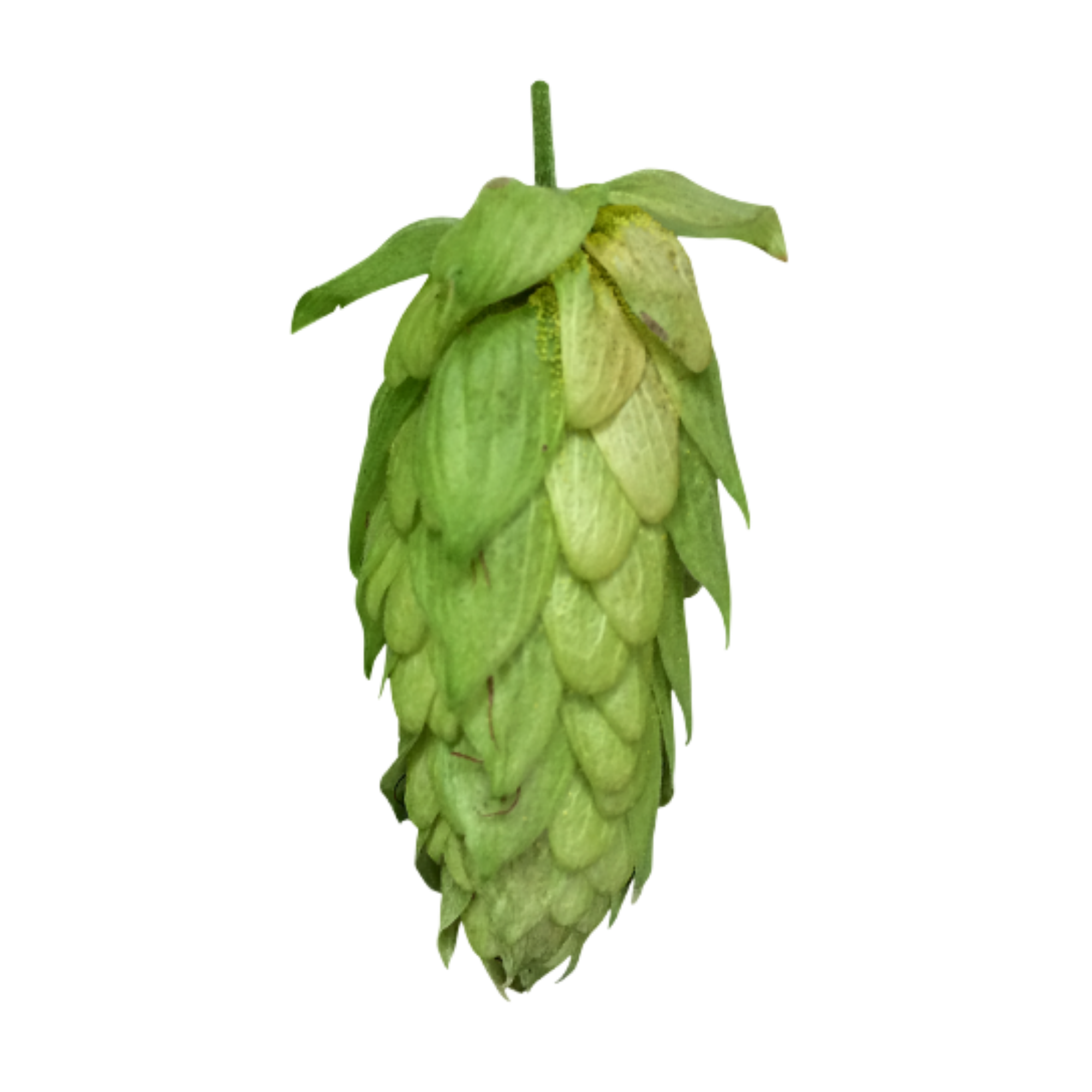 Sorachi Ace