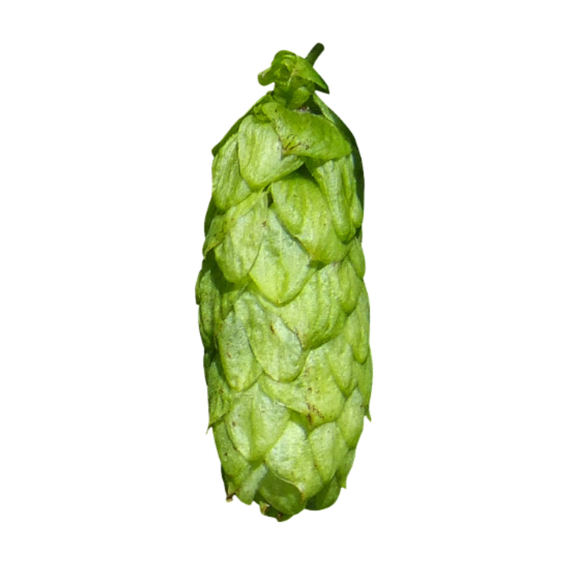 Sovereign hops - a green hop cone with a transparent background