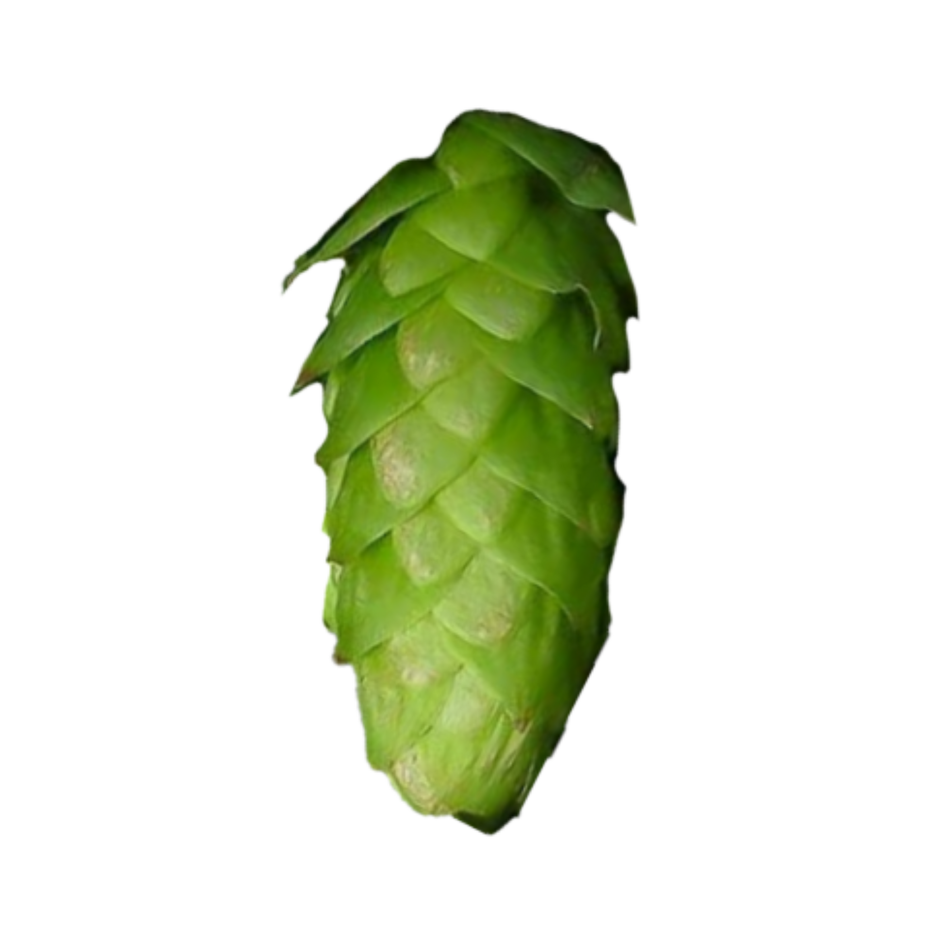Summit hops - a green hop cone with transparent background