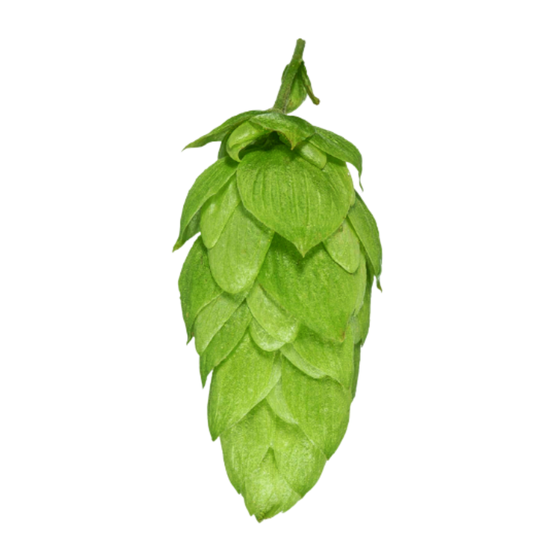Taiheke hops - a green hop on a transparent background