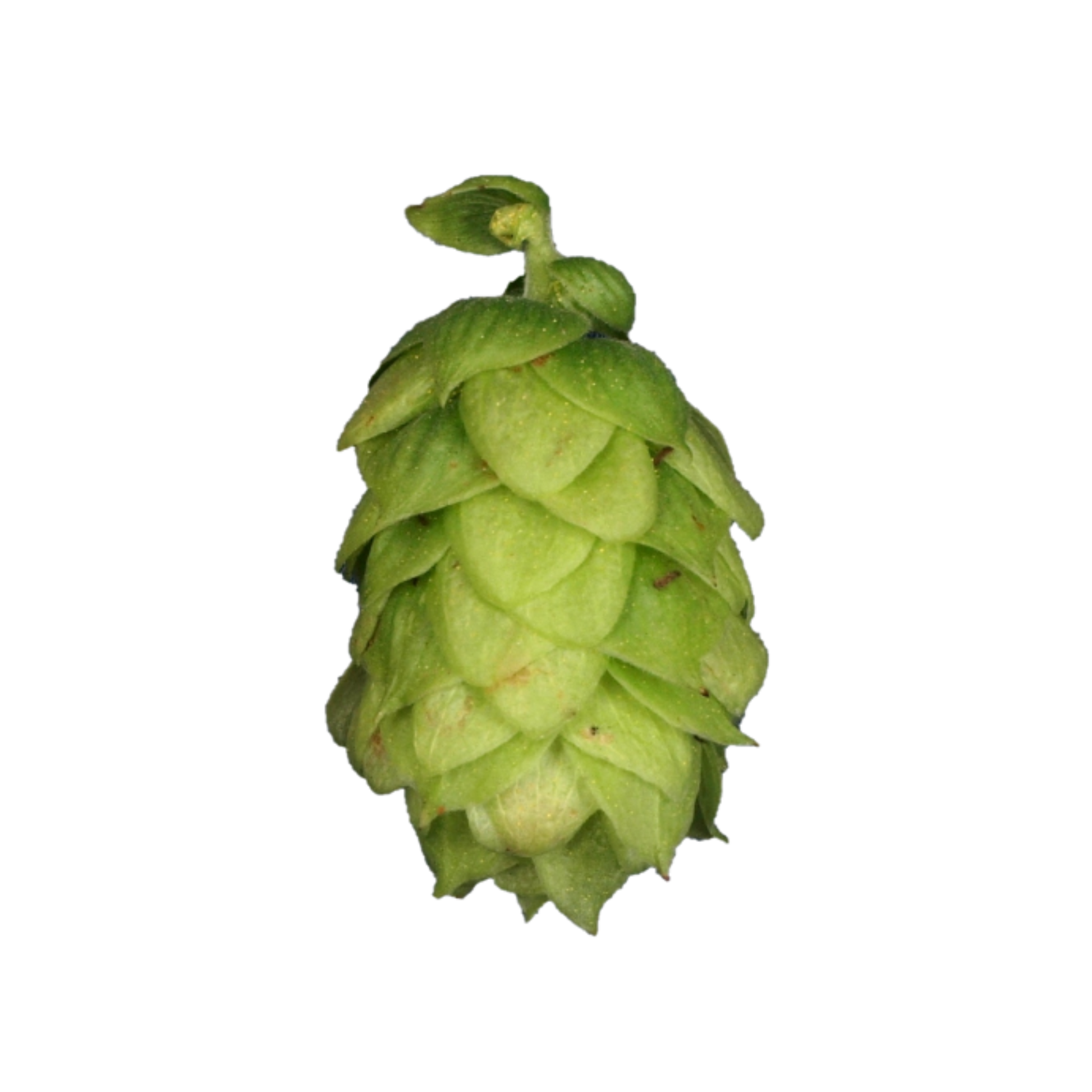 Tettnang hops - a green hop cone with a transparent background