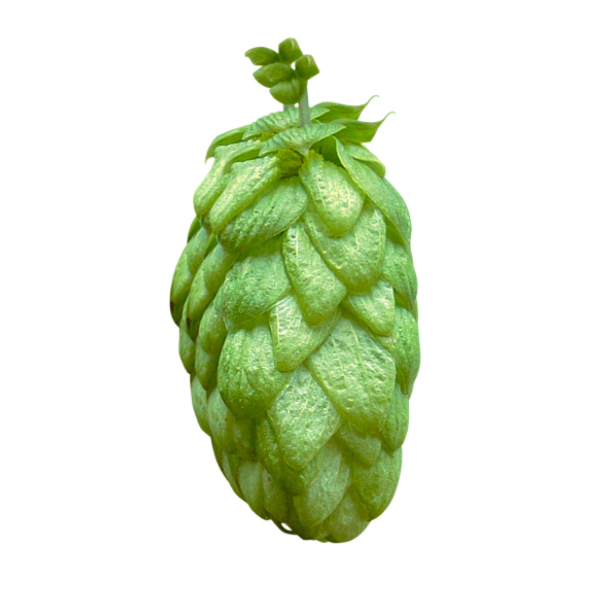 WGV hops - a green hop on a transparent background