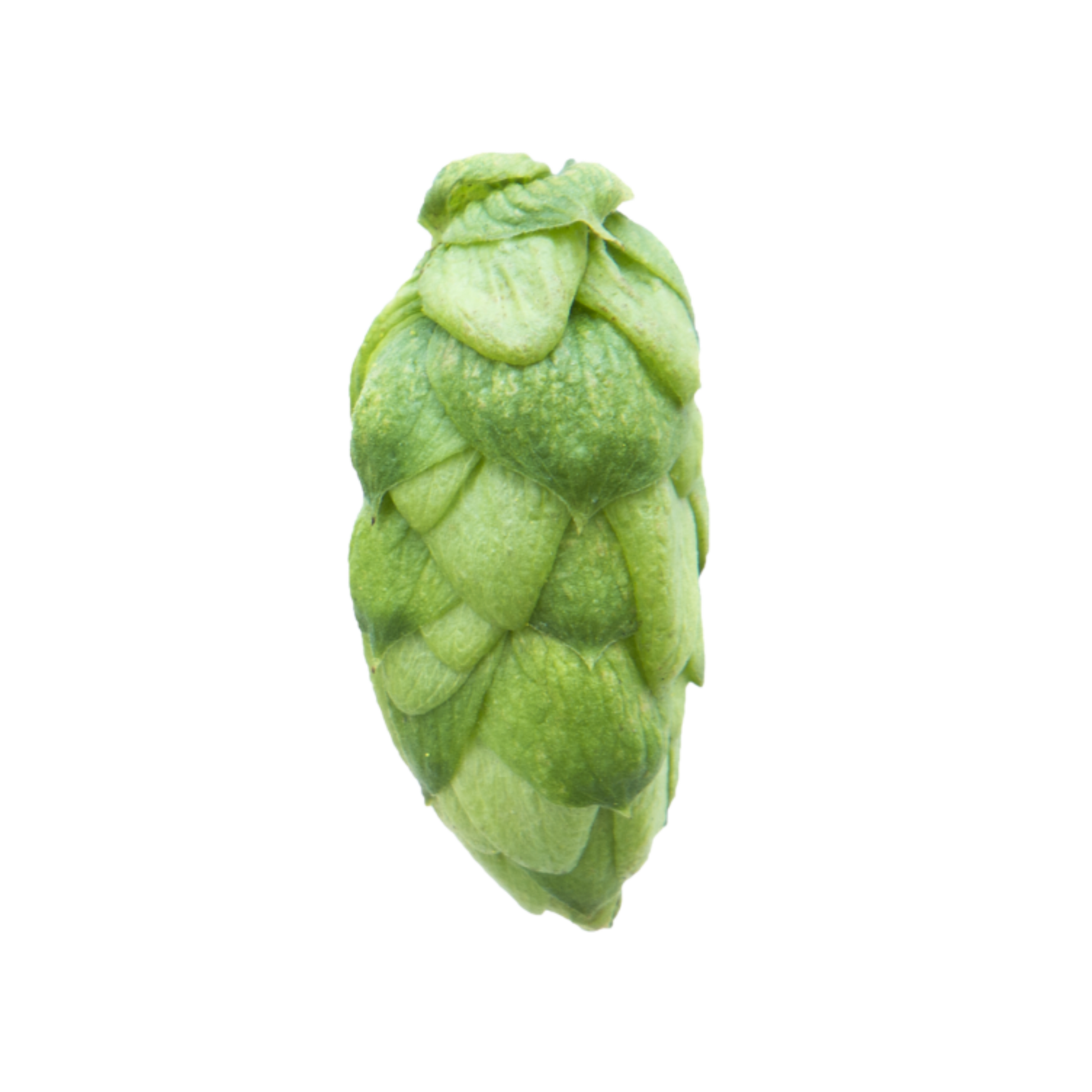 Wolf hops