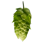 Fr. Brewers Gold