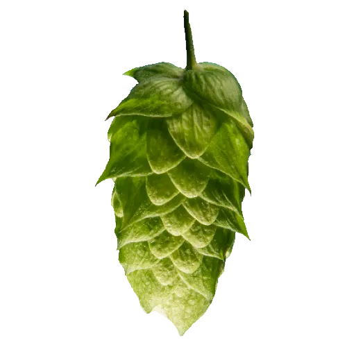 Fr. Brewers Gold