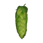 Organic Blanc hops