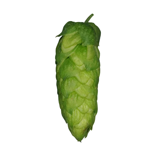 Organic Blanc hops